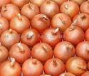 fresh onion