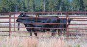 Supply Livestock Panels