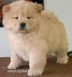 dog for sale