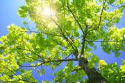 Daryl's Tree Care and Surgery
