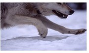 Book tours on snowmobile Yellowstone only from Yellowstoneinwinter.com