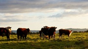Are you searching for beef suppliers in Australia?